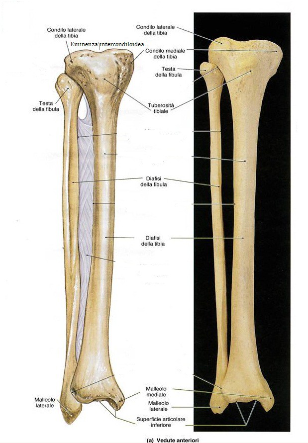 Costituiscono lo scheletro della gamba: - La tibia si trova in posizione mediale - La fibula si trova in posizione laterale.
