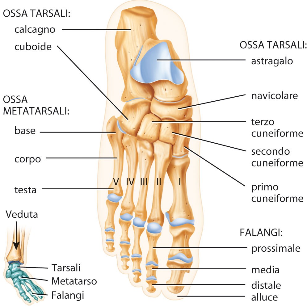 L arto inferiore Il tarso o caviglia contiene sette ossa tarsali tenute insieme da legamenti.