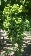 VITE Fase fenologica prevalente: le varietà Pinot grigio, Moscato, Chardonnay, Pecorino sono in fase di chiusura.