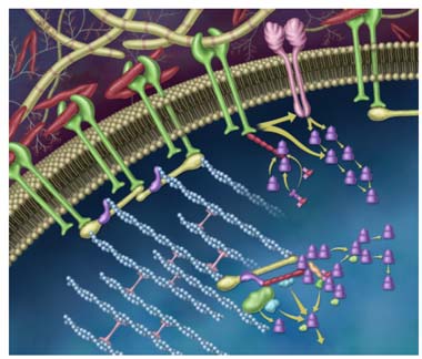 Molecole Adesione ESTRAVASIONE DEI LEUCOCITI BUSB 1 BUSB 2 Dynamic and reciprocal signaling through the integrin and growth factor receptor rich plasma membrane.