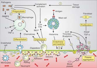 Molecole di adesione, segue L extravasione dei leucociti è un importante processo sia nei meccanismi di autodifesa nei siti di