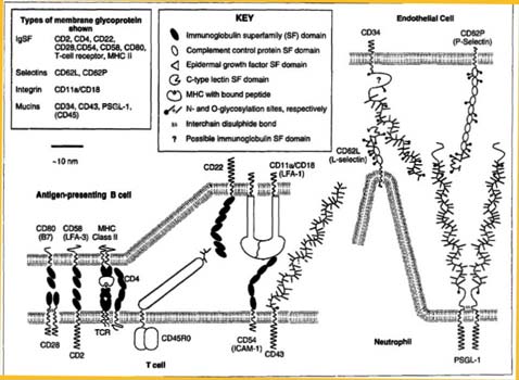 Von Willebrand factor is quickly deposited on the exposed extracellular matrix, where it plays a crucial role in the adhesion of platelets to the damaged site.