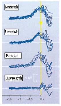 Preparazione corticale: potenziali di preparazione* e di