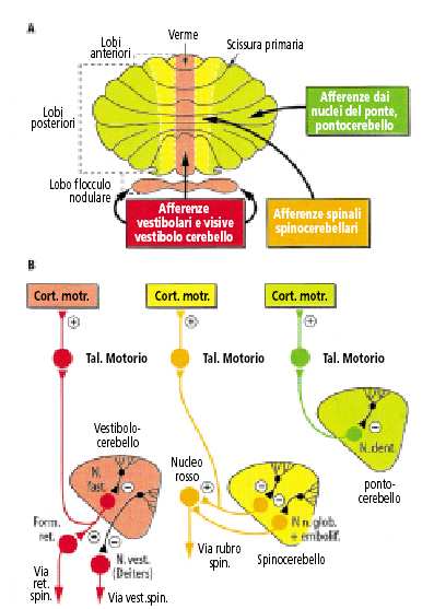 Cervelletto Lesione cerebellare: Atonia, Astenia, Astasia, Dismetria (Atassia) Metrica nel