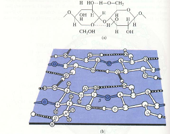 Polisaccaridi strutturali: Cellulosa La cellulosa assume una struttura rigida a