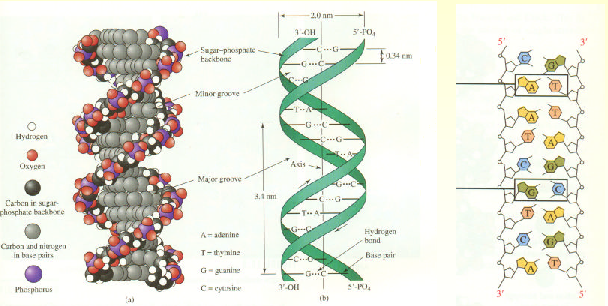 La doppia elica Il DNA in soluzione adotta la