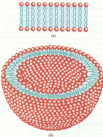 Membrane biologiche I lipidi di membrana si dispongono in un doppio strato che rimuove
