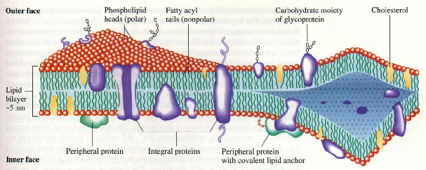Membrane biologiche La membrana reale e fluida e contiene molte altre componenti per lo piu proteiche.