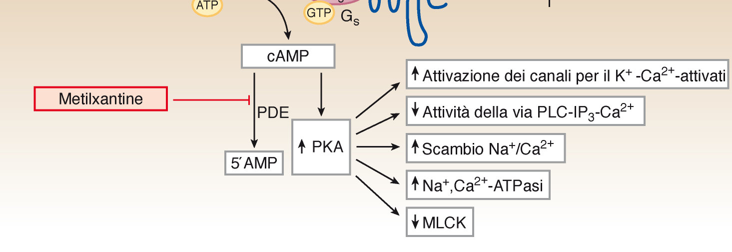 I beta2-agonisti provocano broncodilatazione in vivo non solo per effetto diretto su muscolatura liscia delle vie aeree, ma anche indirettamente attraverso inibizione della liberazione di mediatori