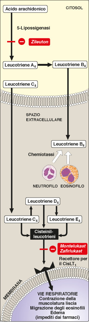 Leucotrieni sulfidopeptidici (cistenil leucotrieni; cys-lt) Potenti sostanze costrittrici la muscolatura liscia vascolare e bronchiale Modulano produzione