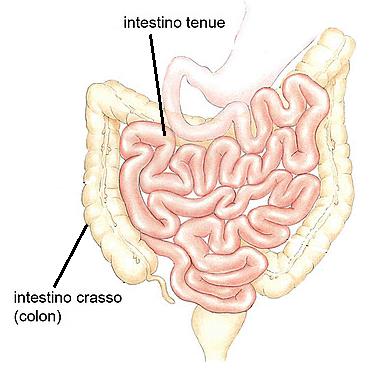L0 STOMACO E L INTESTINO L intestino tenue è lungo circa 8 m e si suddivide in duodeno, digiuno ed ileo.