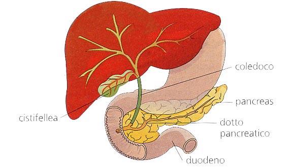 IL FEGATO E IL PANCREAS Al tubo digerente sono collegate due ghiandole: il fegato e il pancreas.