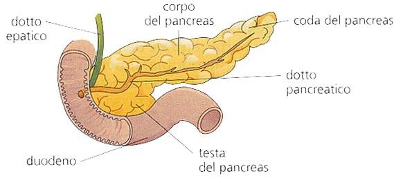 IL FEGATO E IL PANCREAS Il pancreas è una ghiandola che pesa circa 90 g e si trova nella cavità addominale dietro lo stomaco.