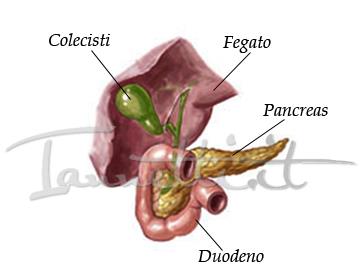 LA DIGESTIONE enterica Il duodeno secerne il succo enterico che stimola il pancreas e il
