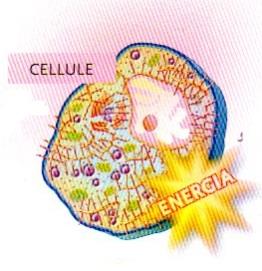 SISTEMA DIGERENTE Il sistema digerente è, pertanto, strettamente collegato al sistema circolatorio che trasporta le sostanze nutritive alle cellule Nelle cellule le sostanze nutritive sono