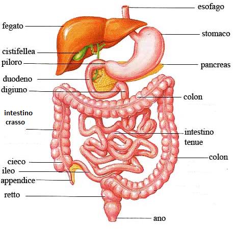 SISTEMA DIGERENTE Per riassumere il sistema digerente è un lungo tubo (tubo digerente), di varia sezione, che nei