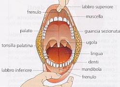 LA BOCCA, I DENTI E LE GHIANDOLE SALIVARI La bocca è la prima porzione del tubo