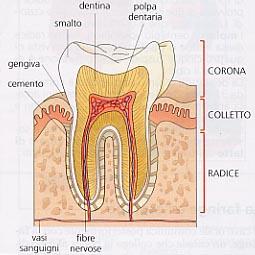 LA BOCCA, I DENTI E LE GHIANDOLE SALIVARI I denti sono organi infissi in cavità scavate nelle ossa mascellari, gli alveoli dentari.