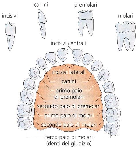 LA BOCCA, I DENTI E LE GHIANDOLE SALIVARI La presenza nella polpa dentaria delle fibre nervose e dei vasi sanguigni fa si che il dente sia un organo vivo ed estremamente sensibile al dolore