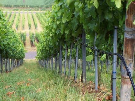Interazione pianta-microrganismi del suolo Il concetto di terroir assume nel mondo del vino un