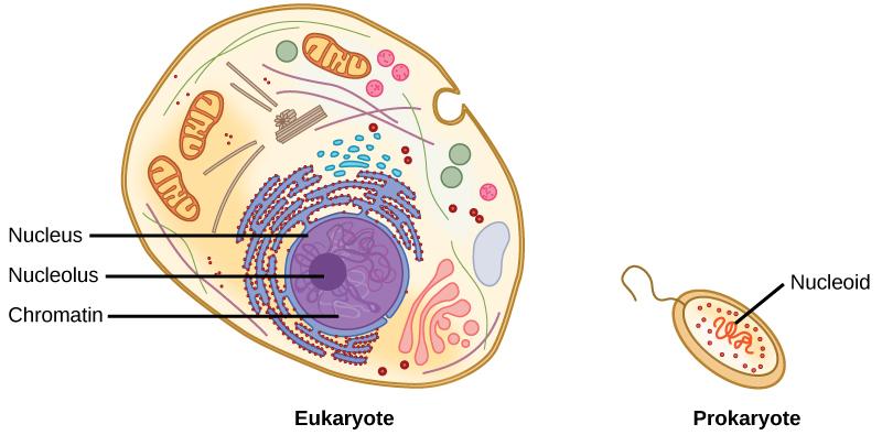 Va da sé (accidenti quanto parlo bene ) che le cellule EUCARIOTICHE così formatesi dalla