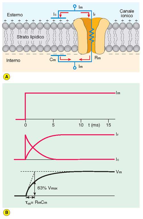 la resistenza Rm è la componente resistiva associata al trasporto degli ioni Vm = Rm*Ir (legge di Ohm) Ir: intensità di corrente la capacità Cm è la componente capacitativa