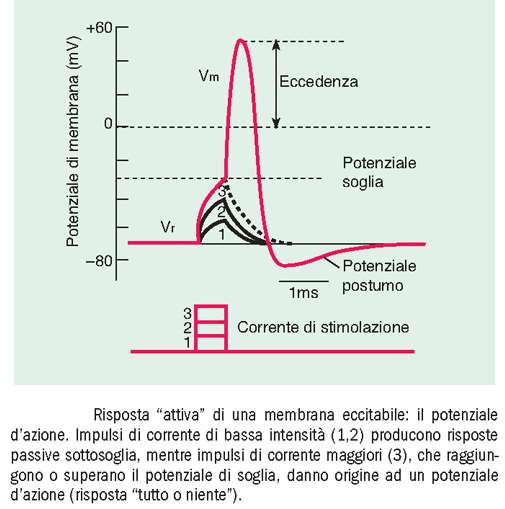 risposta attiva: