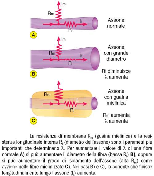 λ = RADQ (Rm/Ri) Rm: resistenza di membrana Ri: resistenza interna della fibra se la λ di una fibra amielinica è