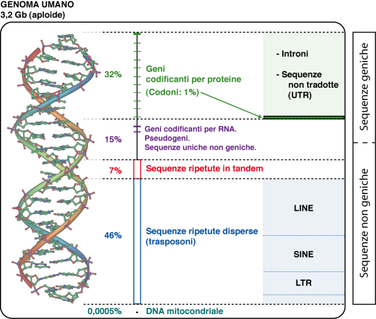 Organizzazione generale - genoma umano Il genoma umano è distribuito in molecole di DNA che costituiscono i cromosomi: 22 tipi di AUTOSOMI, 2 tipi di ETEROCROMOSOMI (X e Y) Corredo aploide 3.200.000.