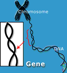 La complessità del genoma si riflette sulla espressione dell informazione genica e sulla definizione stessa di gene Come una sorta di matriosca il genoma si organizza nei cromosomi, che contengono i