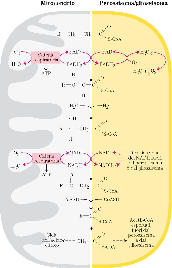 La β-ossidazione avviene anche nei perossisomi e nei gliossisomi, dove