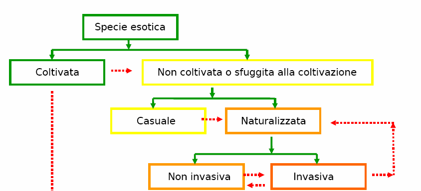 DEFINIZIONI L INVASIVITA 12/46 Piante esotiche invasive in Piemonte Specie coltivate a scopi alimentari ASPETTI