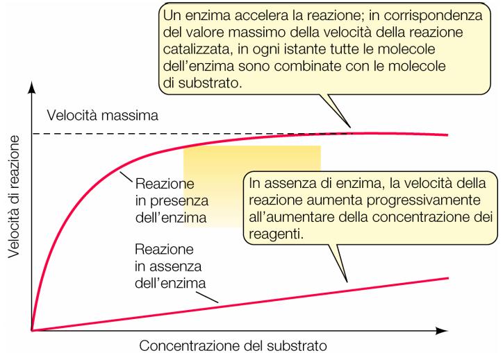 DIPENDENZA DELLA VELOCITA DALLA CONCENTRAZIONE