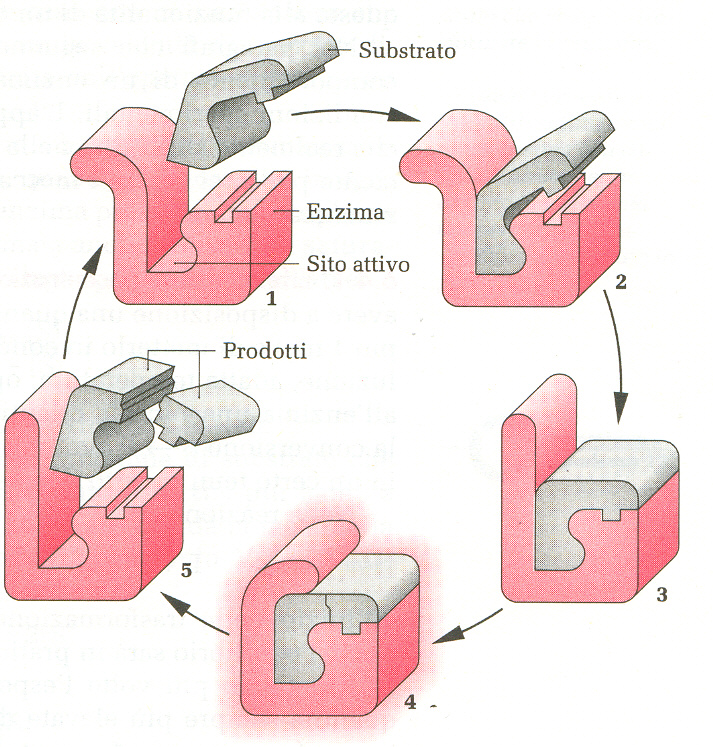 SITO ATTIVO regione specifica delle molecole enzimatiche dove il substrato si lega e reagisce per formare il prodotto.