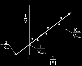 Grafico dei doppi reciproci (o di Lineweaver-Burk) Rappresentazione grafica dell'andamento di 1/V in funzione di 1/[S]