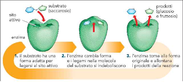 Come lavora un enzima L enzima saccarasi catalizza la reazione che scinde il saccarosio (lo zucchero da tavola) in glucosio