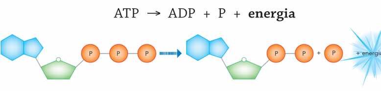 in piccole porzioni nei legami di una molecola particolare, l ATP (adenosintrifosfato) L energia chimica dell ATP è contenuta nei legami tra i gruppi fosfato.