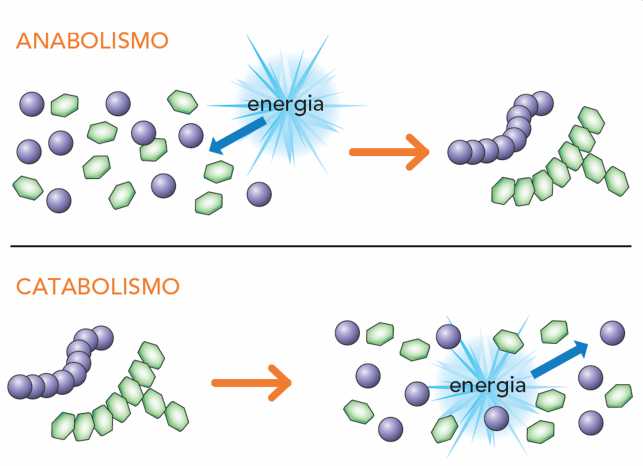 Anabolismo e catabolismo Per la sintesi di grandi molecole a partire da molecole più piccole