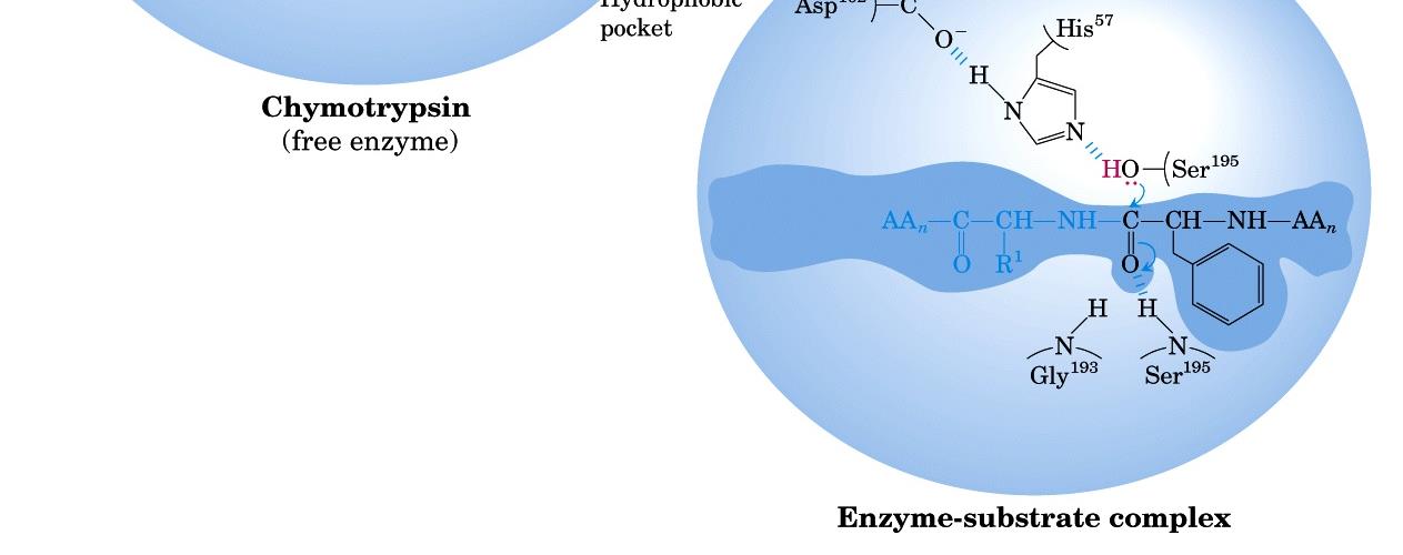 Gli enzimi partecipano alla reazione ma NON ne sono modificati.