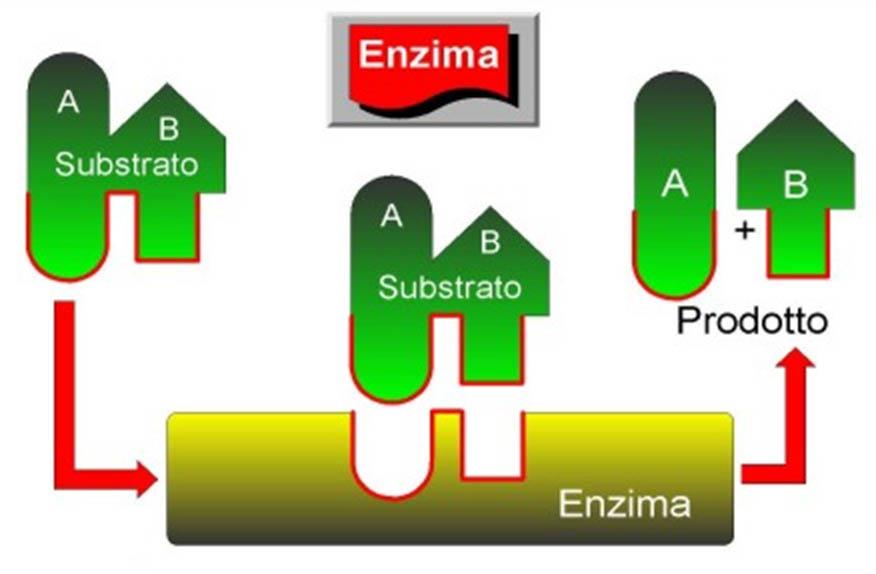 Un valido modello di spiegazione dell interazione fra enzima e substrato è stato offerto da Fisher all inizio del XX secolo, ed è stato definito modello chiave serratura.