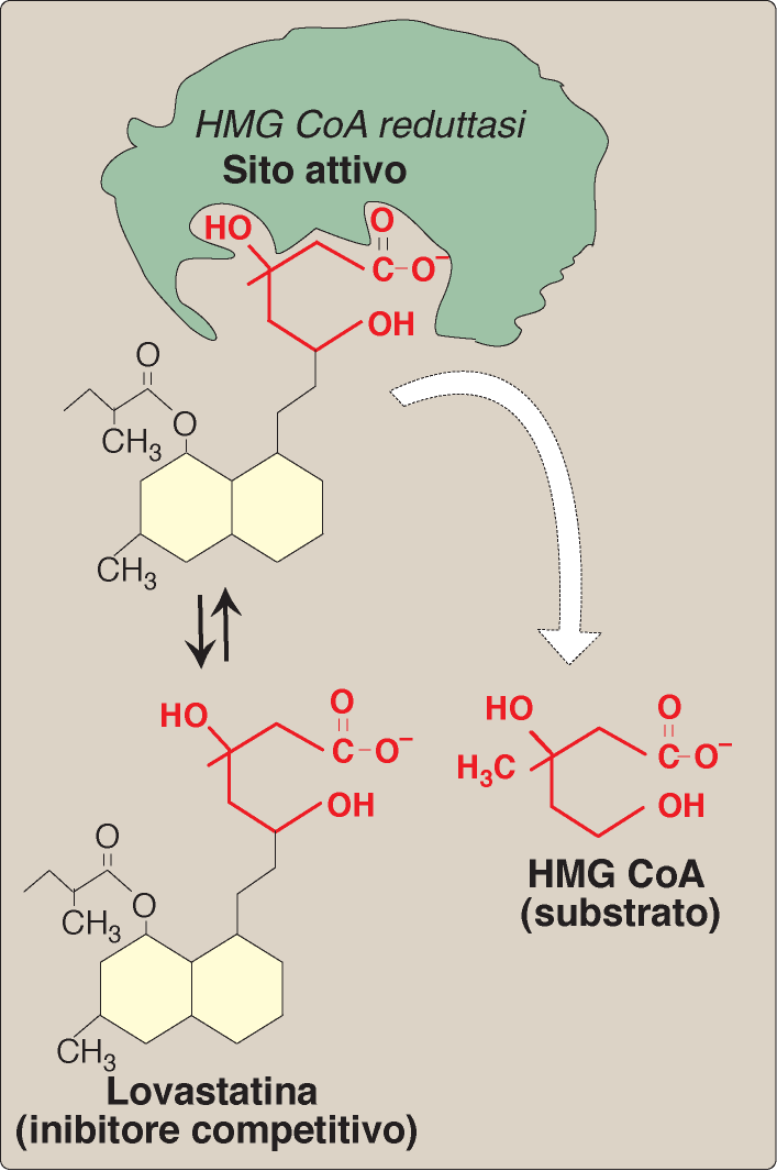 Le statine, agenti anti-iperlipidemici, sono