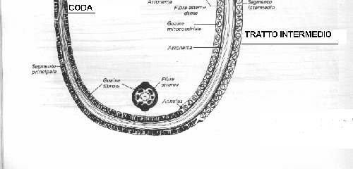 MORFOLOGIA Forme tipiche WHO 30%, basato sulla normalità di spermatozoi selezionati in base a processi biologici naturali Criteri ristretti di Kruger, tre