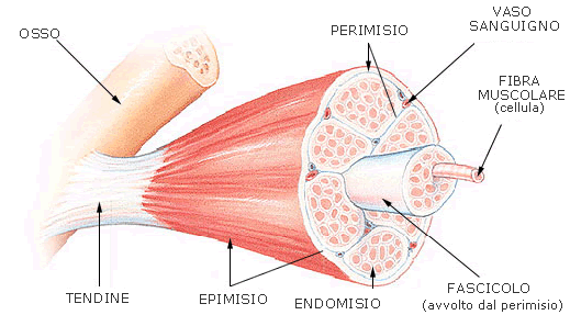 Capitolo 1 Il muscolo 1.