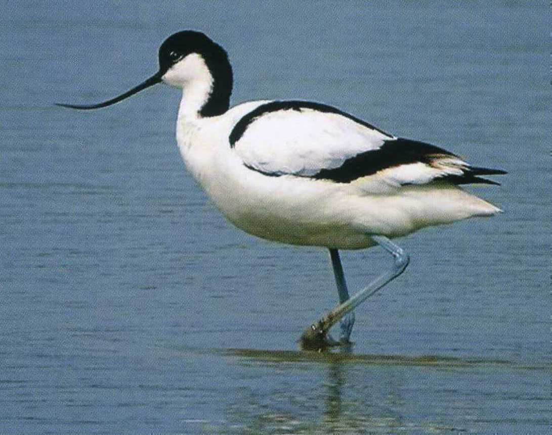 avocetta