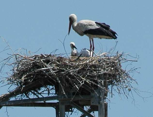 cicogna (Ciconia ciconia) Fons: