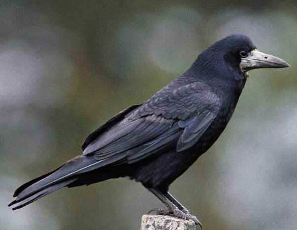 corvo (Corvus