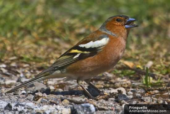 fringuello (Fringilla coelebs)