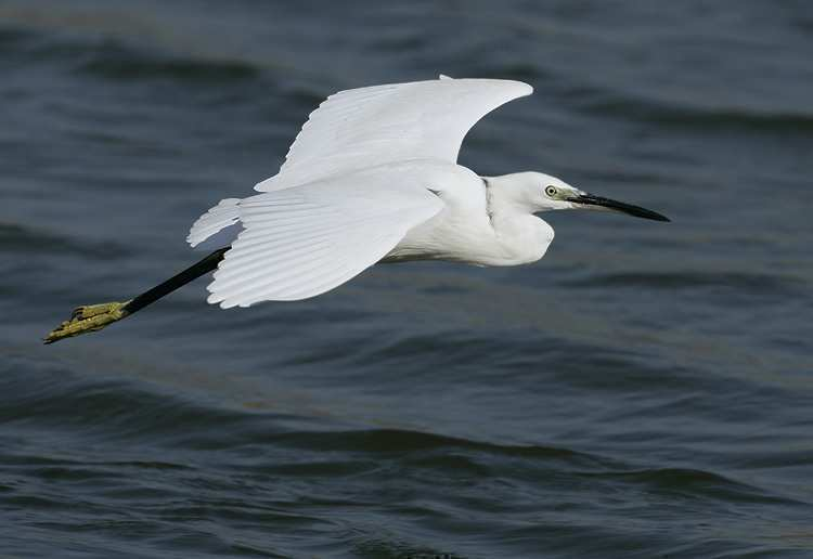 garzetta (Egretta