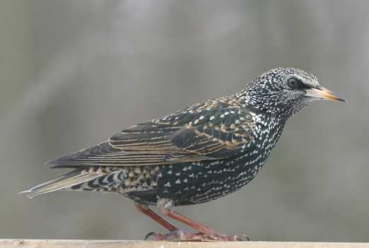 storno (Sturnus vulgaris)