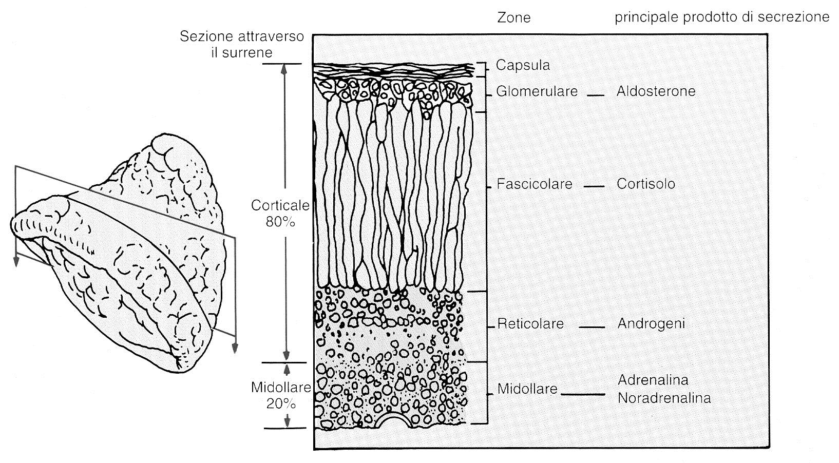 Surrenali: anatomia microscopica I